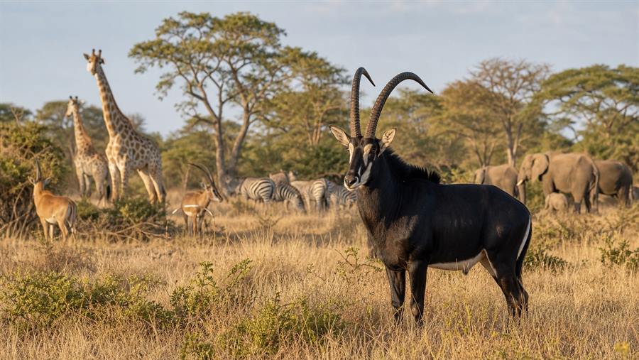 Wildlife safari experience in Kissama National Park